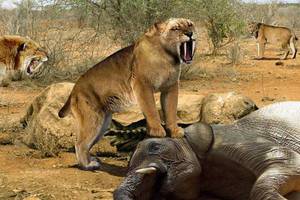 מי חזק יותר אריה מערות או נמר בעל שן חרב.  איך נראה הנמר הקדום בעל שן החרב?