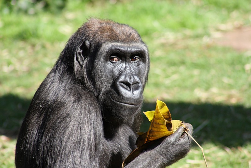 Человек обезьяна название. Человекообразная обезьяна фото. Уши обезьяны. Береговая горилла.